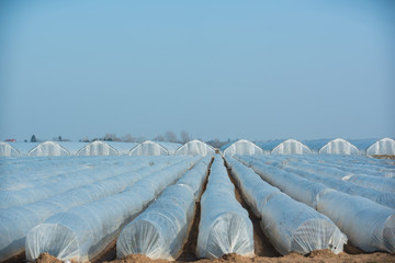 Erdbeerfelder in Folientunnels