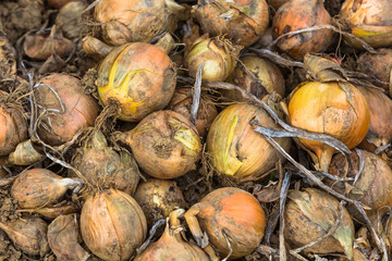 Frische Zwiebeln auf dem Feld