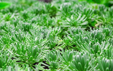 Зеленое растение. Мексика