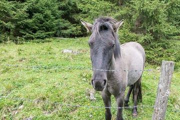 Pferde auf einer Pferdekoppel, Österreich