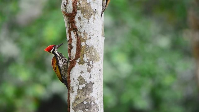 Red crested bird, woodpecker drilling tree looking for termite and singing, soundtrack Full HD.
Bird watching and photography is a good hobby to educate wildlife reserve attitude.
