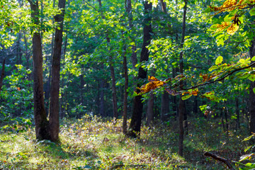 Sunbeams falling on the path in autumn forest on a foggy morning.