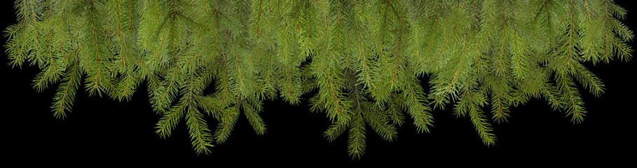 Pine branches christmas decoration isolated with space for your text
