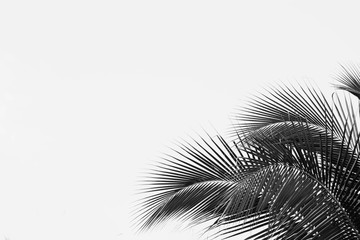 palm coconut leaf - monochrome