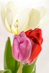 Side View Tulips