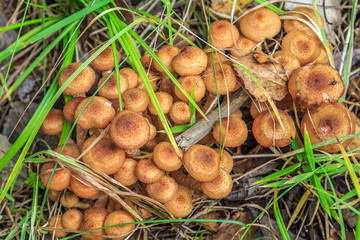 Autumn mushrooms of honey agarics in green grass