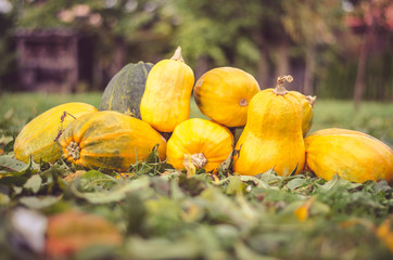 orange pumpkins outdoors