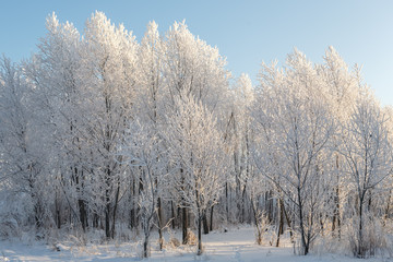 Trees in frost and snow
