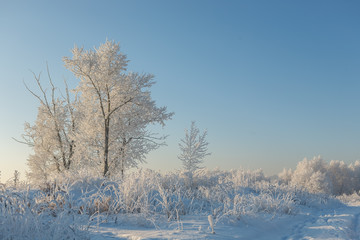 Trees in frost and snow