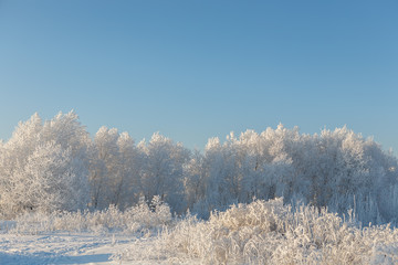 The frost on the bushes