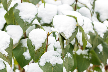 First snow on the leaves