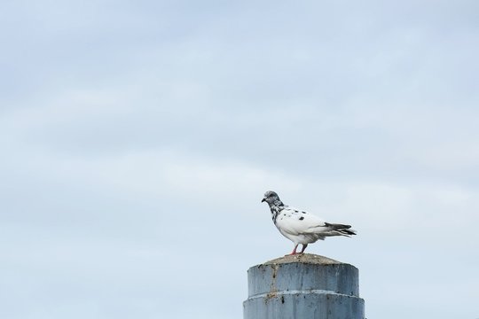 alone pigeon