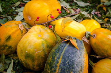 orange pumpkin