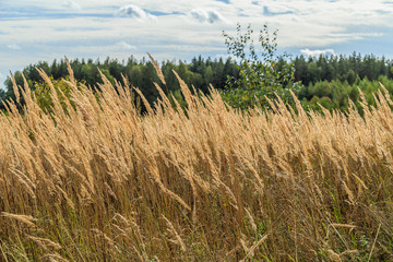 Reed in a field in autumn against a backdrop of a distant forest