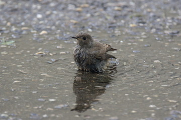 the bath of the bird