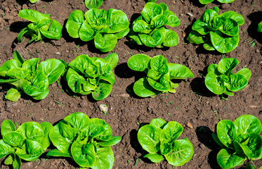 Close-up Fresh green lettuce in garden for health