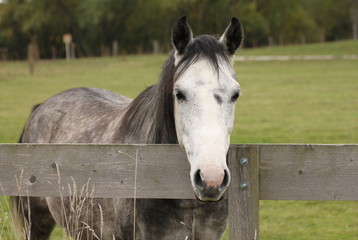 Fototapeta premium Horse with a white head