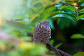Zebra Dove on the Tree Branch amongst Vibrant Green Leaves