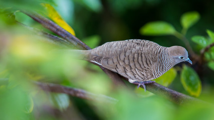 Zebra Dove on the Tree Branch amongst Vibrant Green Leaves
