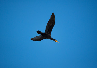 cormorano