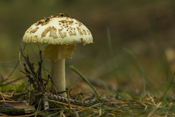 Mushrooming. Inedible mushroom in needles. Forest nature.