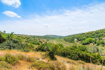 Fototapeta premium Judean Hills near Beit Shemesh