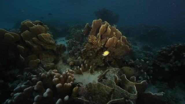 Coral reef on dusk at Derawan Island, Kalimantan 