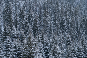 Snow-covered coniferous forest in winter