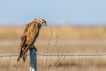 Common Buzzard - Buteo buteo