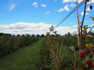 Himbeerstrauch mit grüner Wiese und blauem Himmel und weißen Wolken im Hintergrund, Neuseeland