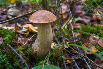 one brown mushroom, Lurid Bolete, in the woods.