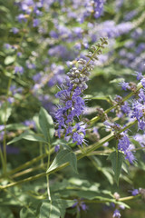 Vitex agnus-castus   