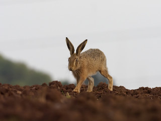 Naklejka na ściany i meble European Brown hare, Lepus europaeus
