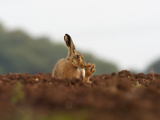 European Brown hare, Lepus europaeus