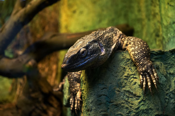 Varanus. Poland