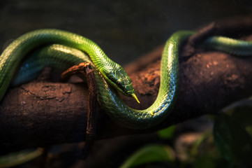 a green tree python wrapped around a branch. Poland