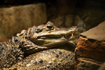 Crocodile in the zoo. Poland