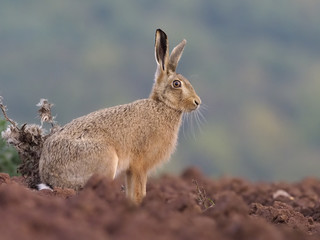 European Brown hare, Lepus europaeus