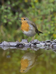 Robin, Erithacus rubecula