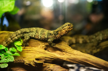 Lizard . , Poland