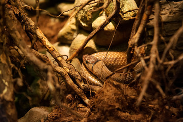 Carpet Python asleep after a meal. Poland