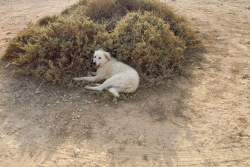 Lampedusa, Italy - July 30, 2008 : Dog resting