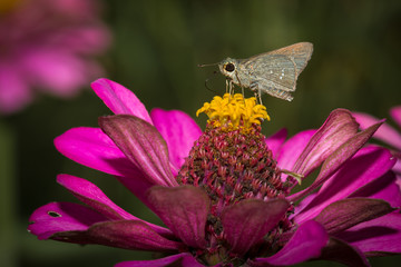 Small butterfly