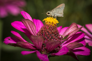 Small butterfly