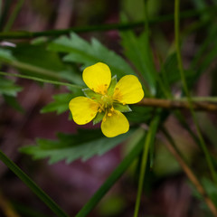 Tormentil or septfoil Potentilla erecta flower macro, selective focus, shallow DOF