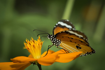 Small butterfly