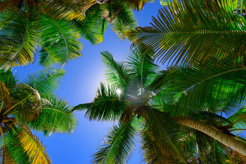 palm sun top