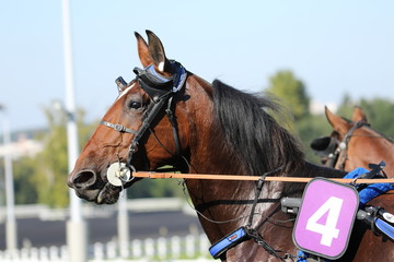 Obraz premium trotteur