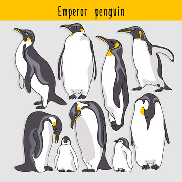Set of a Emperor penguin. Vector illustration.