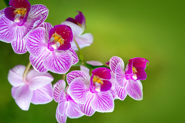 Pink orchid with water drops isolated.